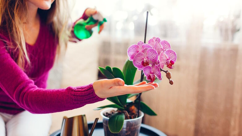 Простой уход и яркое цветение: топ-5 комнатных растений, которые можно подарить