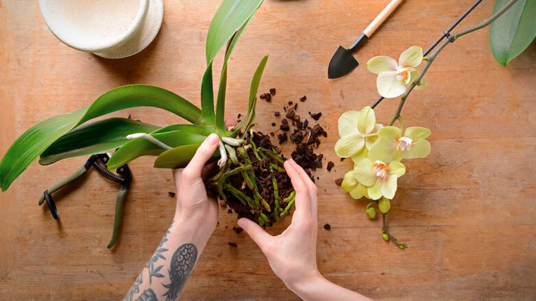 Спасаем орхидею: что вызывает корневую гниль и как помочь растению