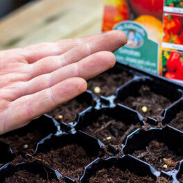 Когда сеять семена томатов на рассаду: лучшие сроки