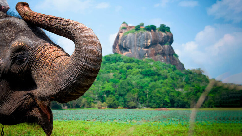 Отпуск-2023: туроператоры назвали стоимость билетов на Шри-Ланку летом