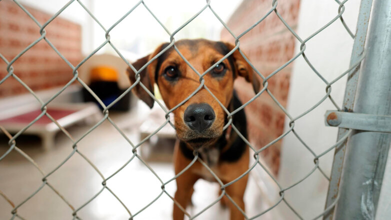 В России предложили не выпускать из приютов бездомных собак