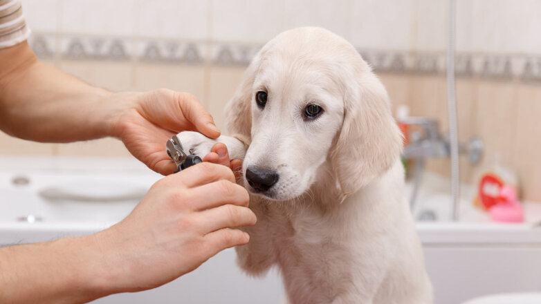 Как безопасно подстричь когти собаке: инструкция