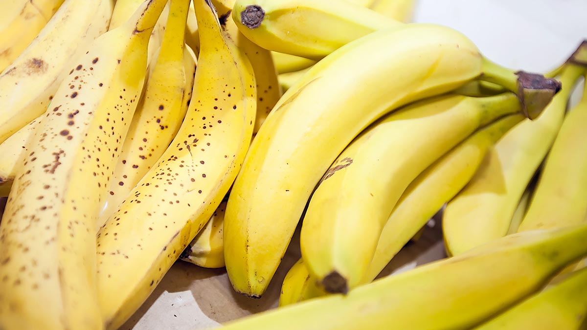 В Россию доставили первую партию бананов из Индии