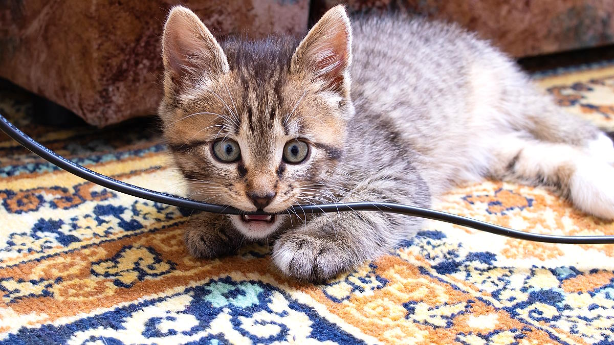 Как отучить кошку грызть провода: простой, но эффективный лайфхак