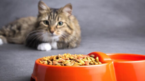 Почему котенок не ест? Что делать, если котенок отказывается от еды?