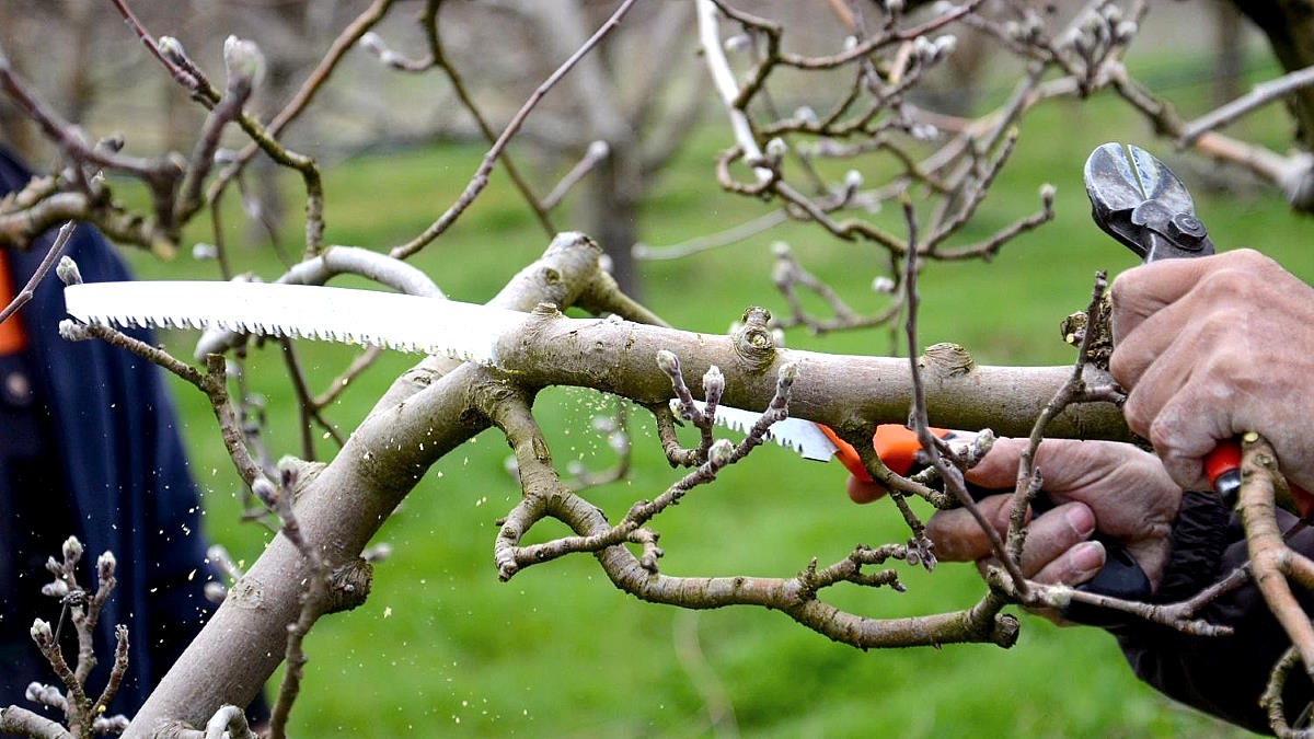 Pruning Apple Trees