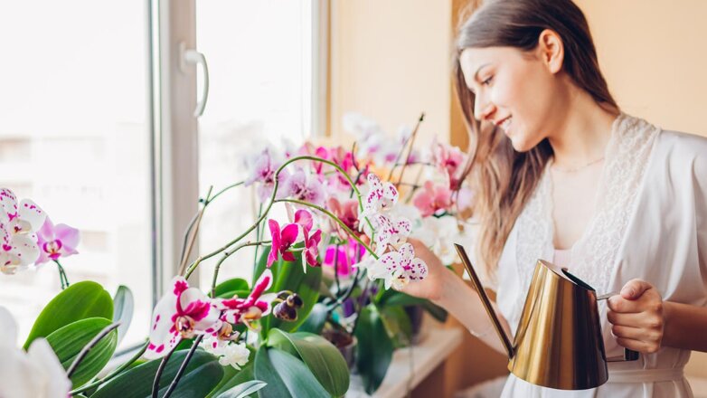 Как правильно поливать орхидею весной: простой совет для красивого цветения