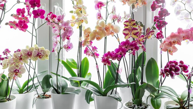 Погубят орхидею: три ошибки в уходе за растением, которых нужно избегать