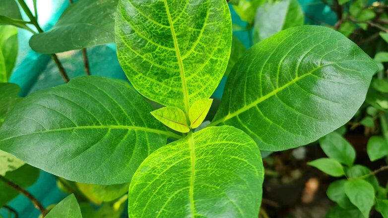 Почему на листьях комнатных растений появляются желтые прожилки: самые частые причины