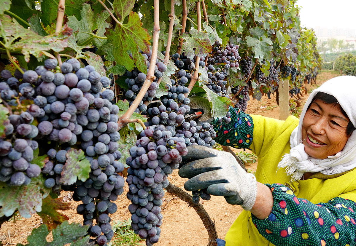 Сбор винограда в Китае
