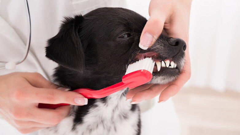 Ветеринары рассказали, как правильно чистить зубы собаке