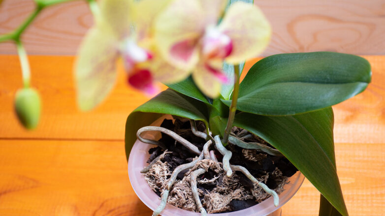 Что делать с воздушными корнями орхидеи: ошибки, которые губят растение