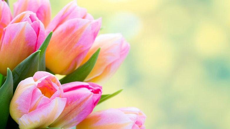 Какой сегодня праздник: 8 марта – Международный женский день, фестиваль Холи, Поликарпов день