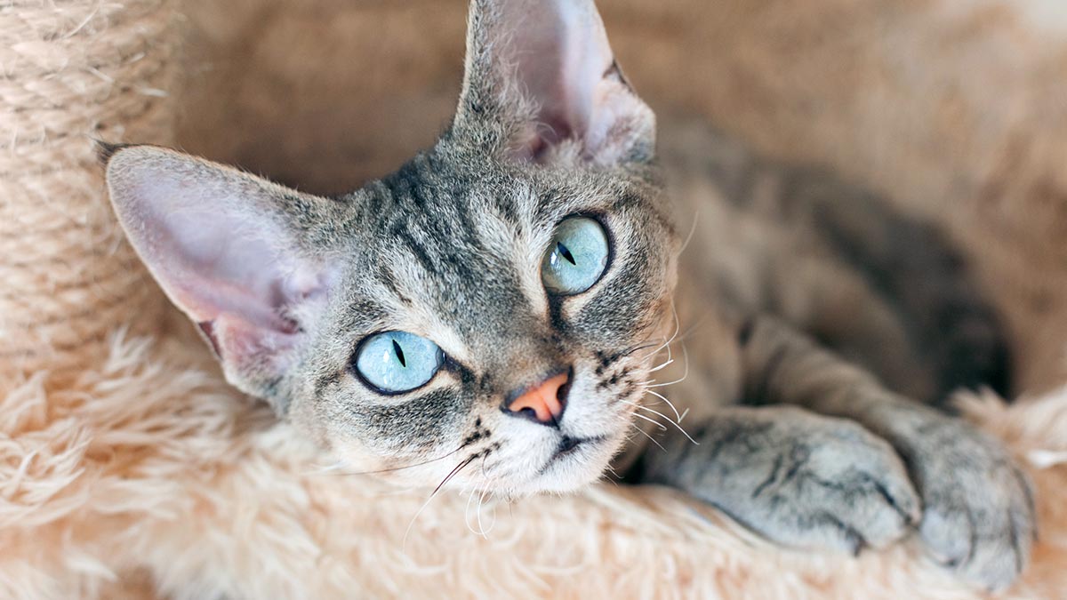 Самые чистоплотные: 4 породы кошек, которые любят ухаживать за собой и  сторонятся грязи