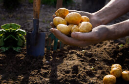 Залог большого урожая: как подготовить клубни картофеля к посадке и чем обработать