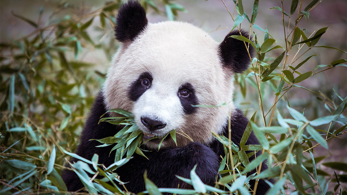 Большая панда катюша. Панда ест. Панда на бамбуке. Виды панд.