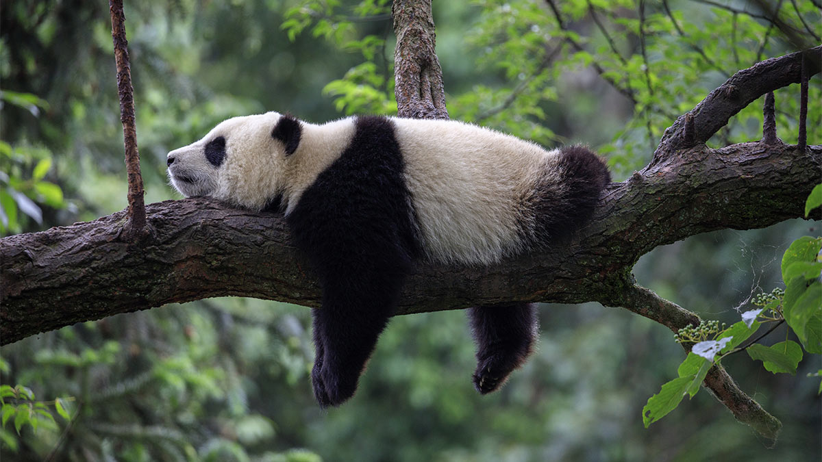 Панда спит на ветке