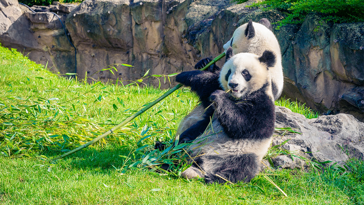 Панды едят тростник