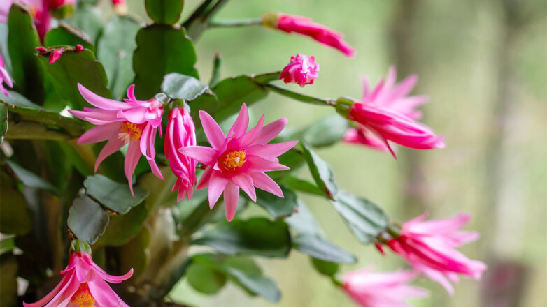 Как добиться пышного цветения рипсалидопсиса: уход за растением