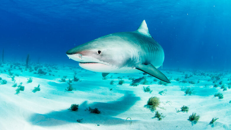 Туристов предупредили об акулах, заполонивших знаменитый пляж в Таиланде
