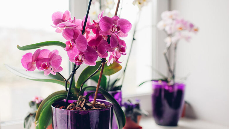 Как заставить орхидею повторно зацвести: простой способ садоводов