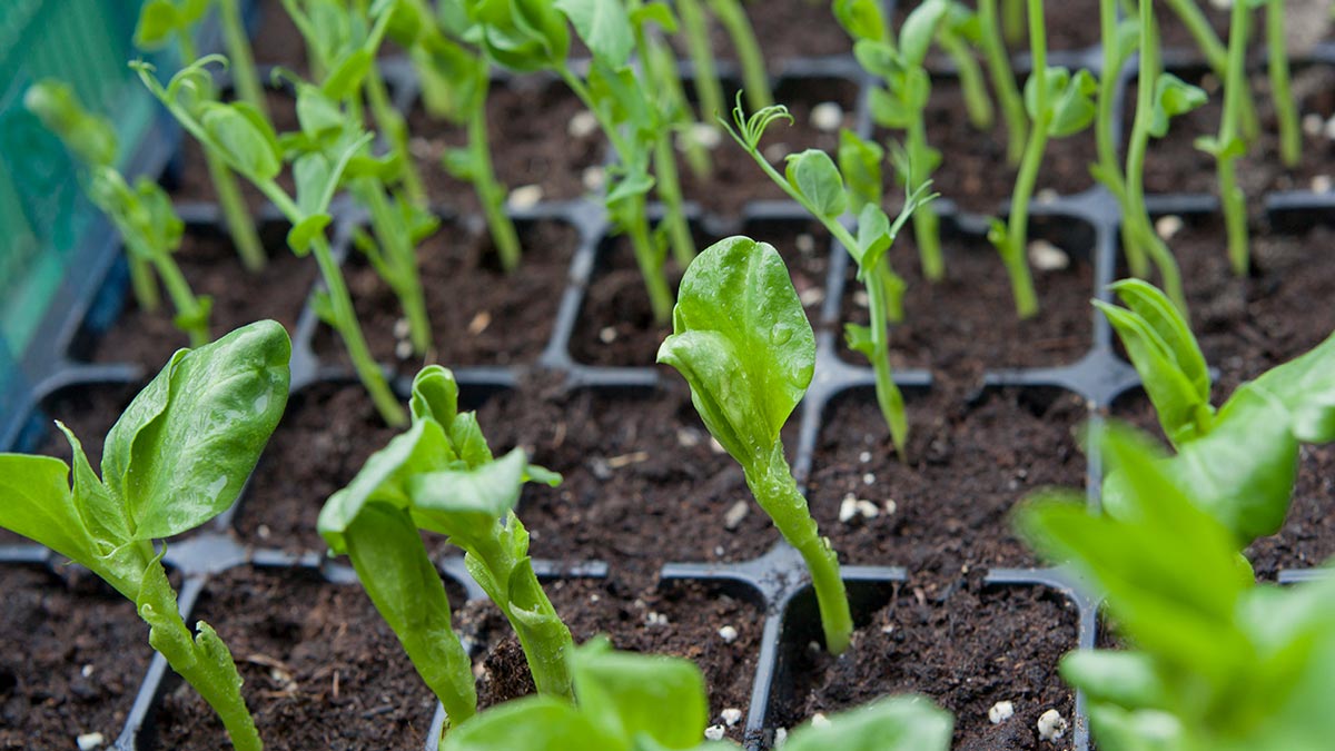 Как выращивать фасоль через рассаду: советы опытных огородников