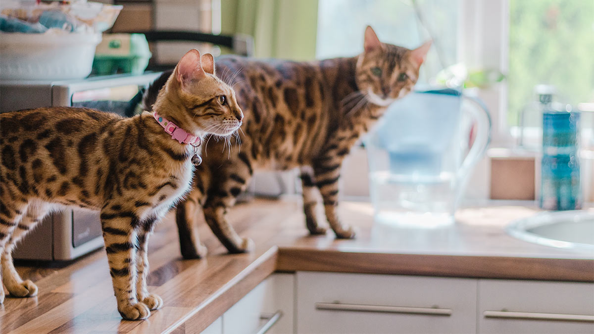 Как отучить кошку лазать по столам: 5 проверенных способов