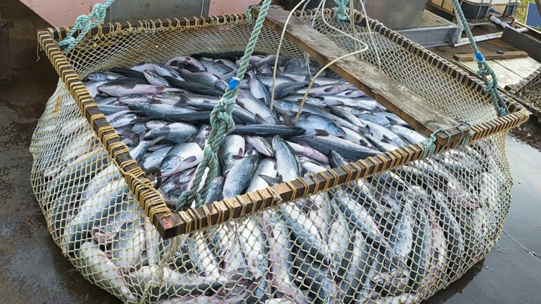 Россия и Япония договорились о квоте на вылов лососевых в 2023 году