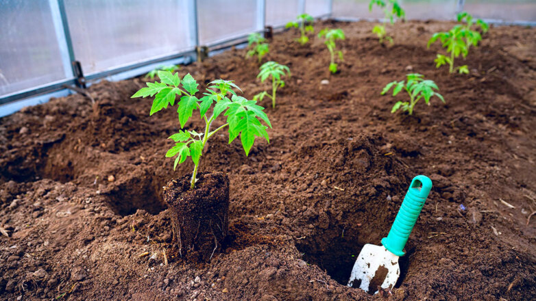 Как высаживать рассаду томатов в теплицу: сроки и полезные советы