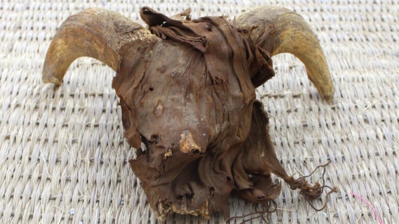 В Египте при раскопках нашли около 2000 мумифицированных бараньих голов