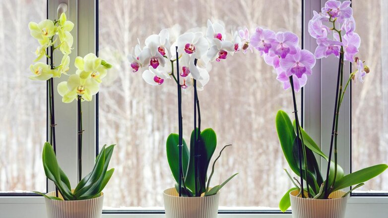 Зацветет пышно и надолго: как часто подкармливать орхидею, чтобы она распустилась