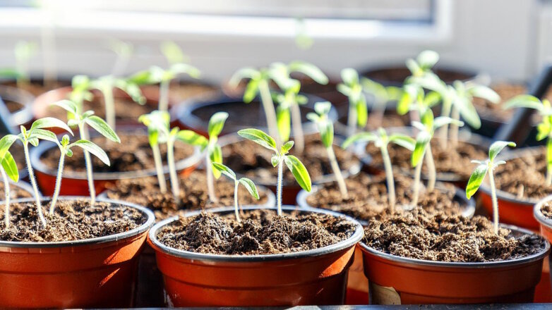 Как улучшить всхожесть и ускорить прорастание семян: 4 простых способа