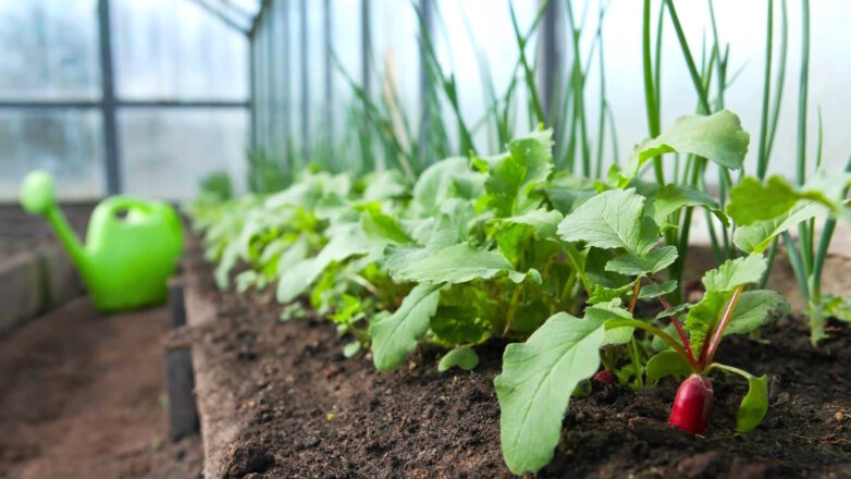 Как вырастить ранний урожай редиса в теплице: советы огородникам