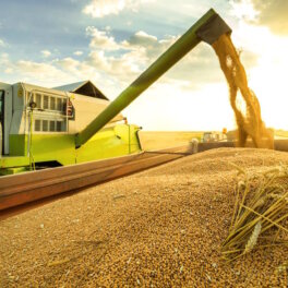 Минсельхоз сохранил прогноз сбора урожая зерна в 2024 году в 132 млн тонн