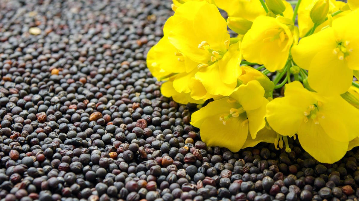 Правительство РФ возобновило временный запрет на экспорт семян рапса до 31 августа
