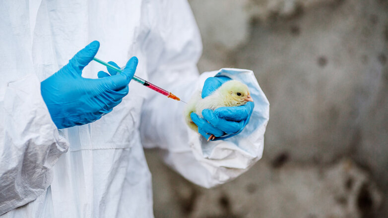 В России зарегистрировали новую отечественную вакцину для птиц