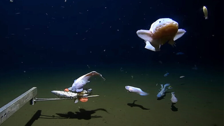 Ученые сняли на видео рыбу, обитающую на рекордной глубине 8,3 тысячи метров