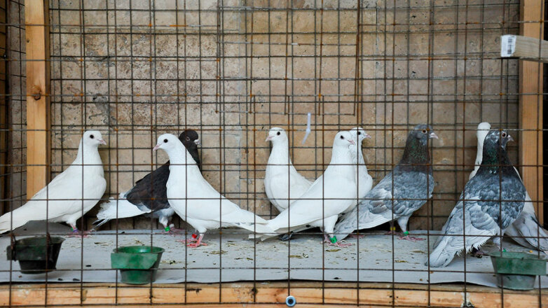 В Госдуме предложили ужесточить наказание за причинение вреда голубятням