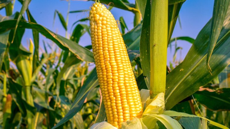 Как вырастить кукурузу на даче: сроки посева на рассаду и правила подготовки почвы