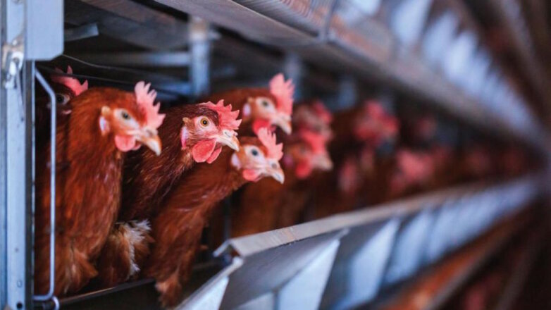Минсельхоз договорился с производителями мяса птицы о стабилизации цен