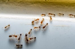 Пять народных способов избавиться от муравьев на даче