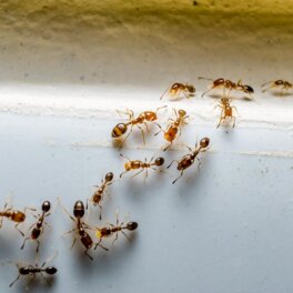 Пять народных способов избавиться от муравьев на даче