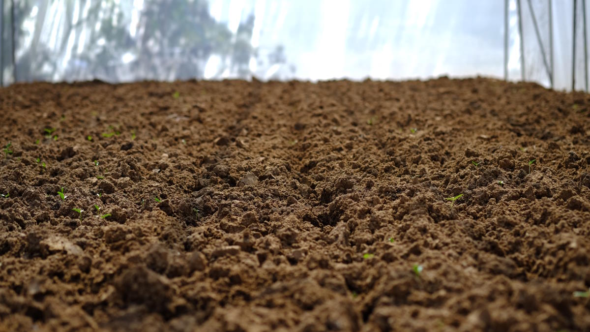 Какая должна быть почва в теплице. Почва для парника. Проблемы с почвой в теплице. Какая почва по влажности в теплице. Почему севообороты могут повышать плодородие почвы.