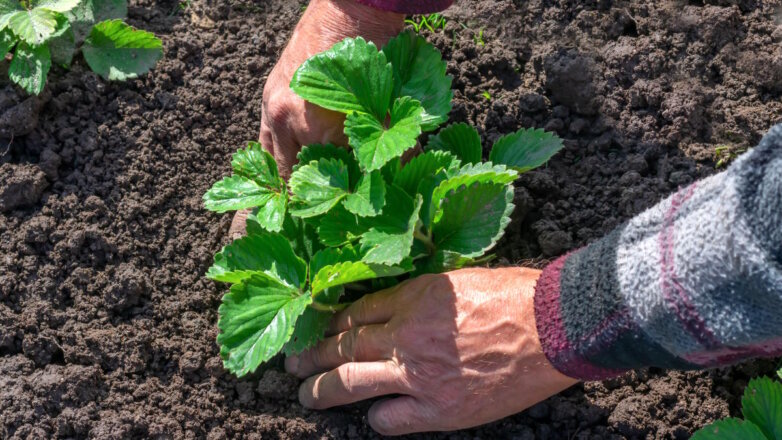 Когда сажать клубнику и какая почва подойдет: главные правила