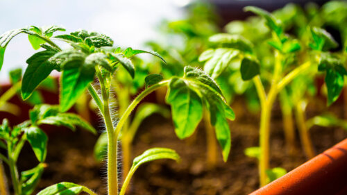 Чем подкормить рассаду томатов и как определить по листьям, чего ей нехватает