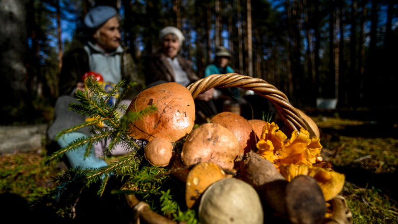Сбор грибов в Новгородской области