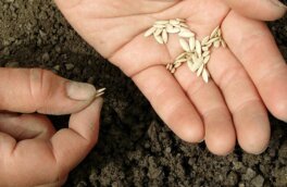 Когда сажать огурцы семенами в открытый грунт и какой сорт выбрать