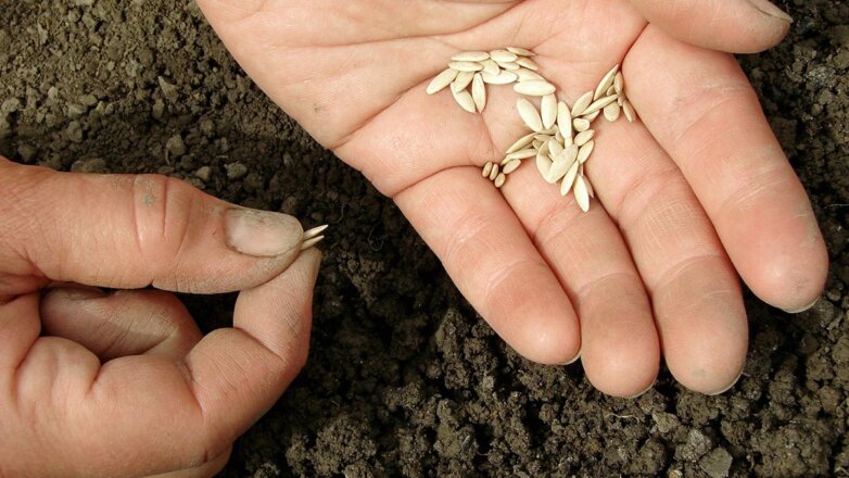 Когда сажать огурцы семенами в открытый грунт и какой сорт выбрать