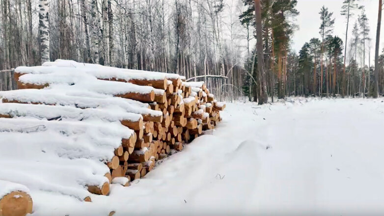 В Свердловской области общественники обнаружили проблему с восстановлением лесов