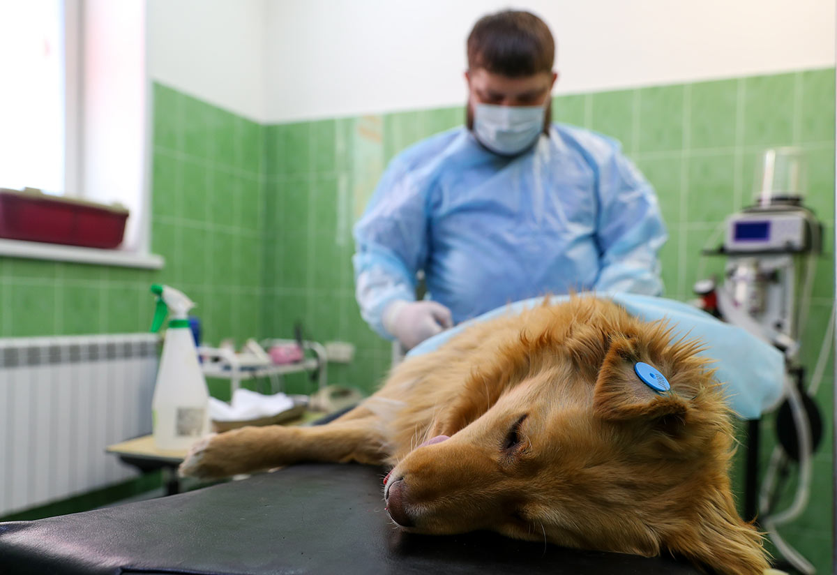 Операция по стерилизации бездомной собаки